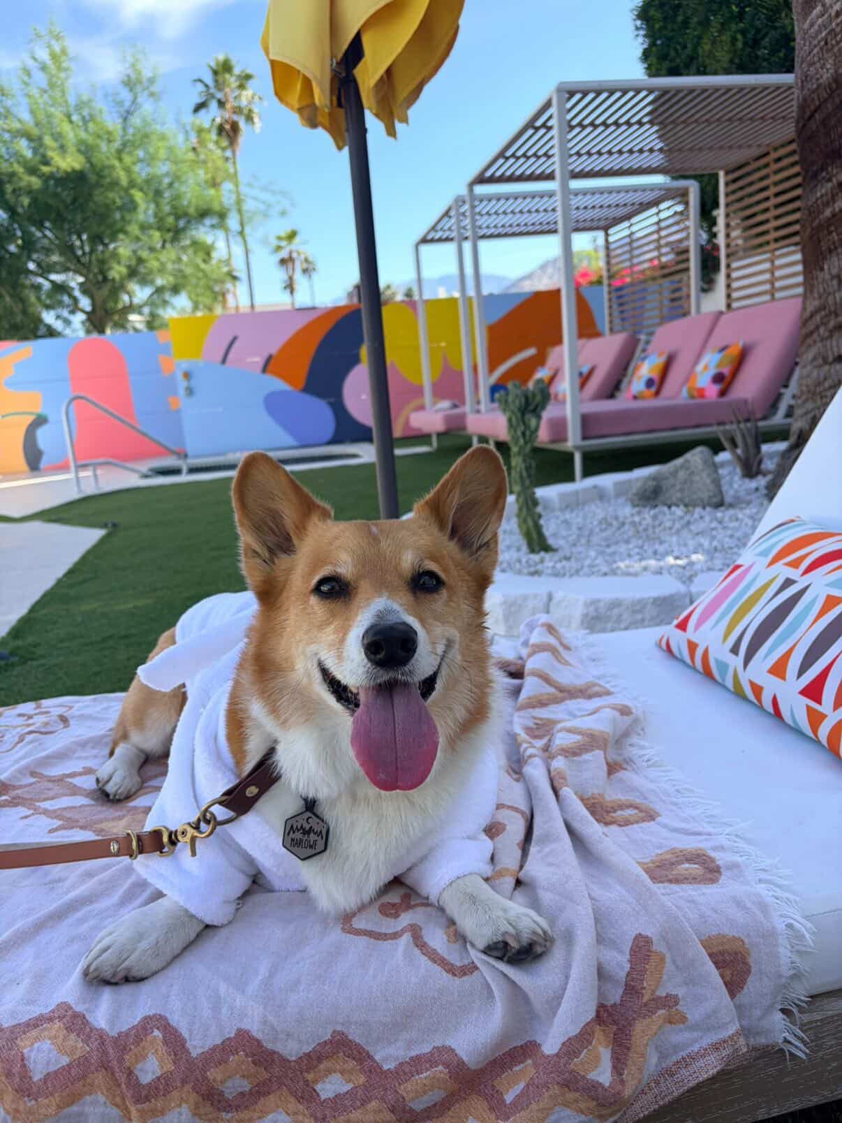 Corgi relaxing poolside at The Cactai