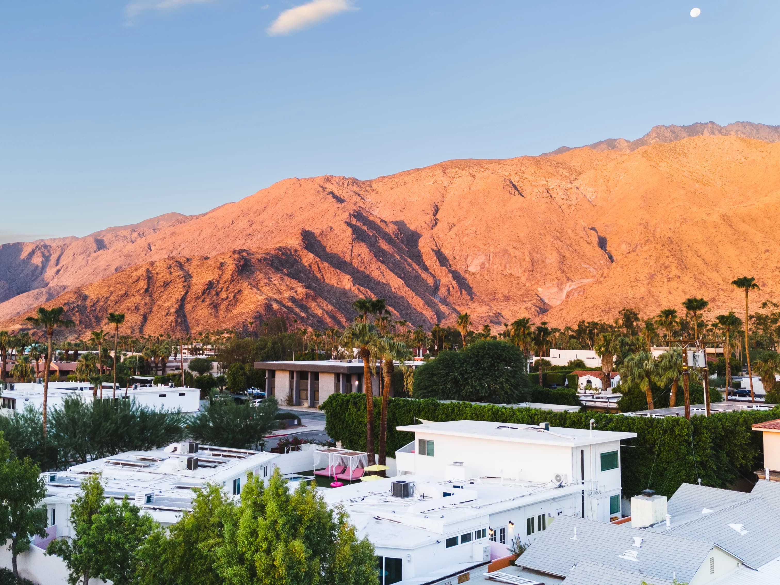 Image of The Cactai